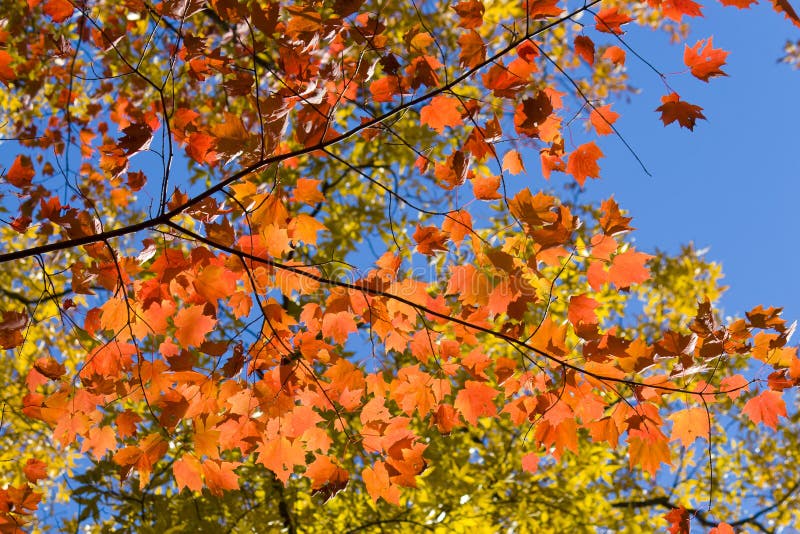 Lush colorful Autumn foliage