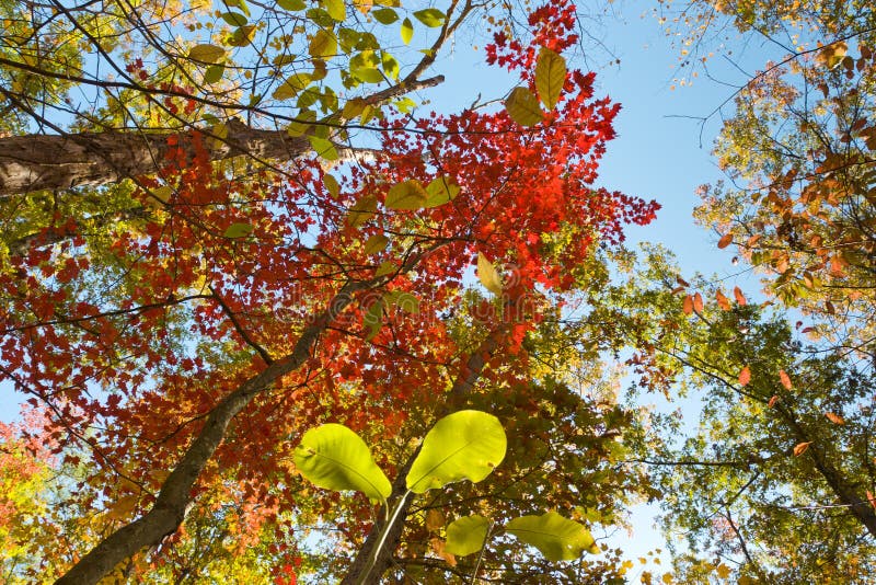 Lush colorful Autumn foliage