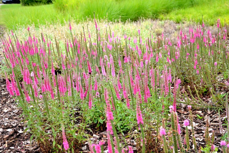 Lush flower bed with sage blue and purple flower combined with yellow ornamental grasses lush green color perennial prairie flower