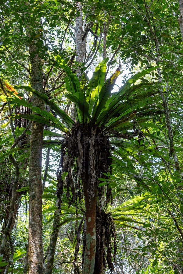 The Lush Foliage of Madagascar S Mantadia Rainforest Stock Photo ...