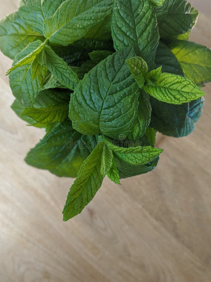 Lush Foliage of a Mint Plant on a Wooden Table Stock Image Image of