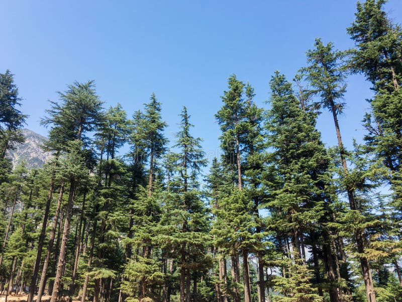 Lush green beautiful cedar forest with clear blue sky in background stock photos