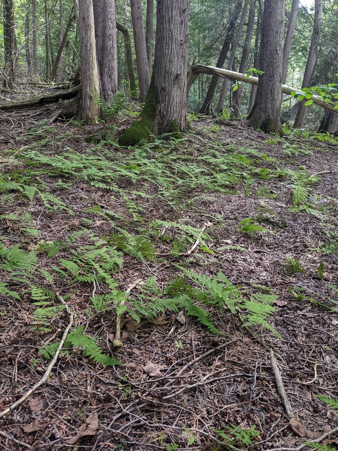 Lush Green Ferns Growing in Forest Underbrush. Ett dynamiskt kluster av gröna flernväxter som blomstrar på marken i en tät skog som belyser det lugn och den skönhet som naturområden med rikligt löv har under sommartid.