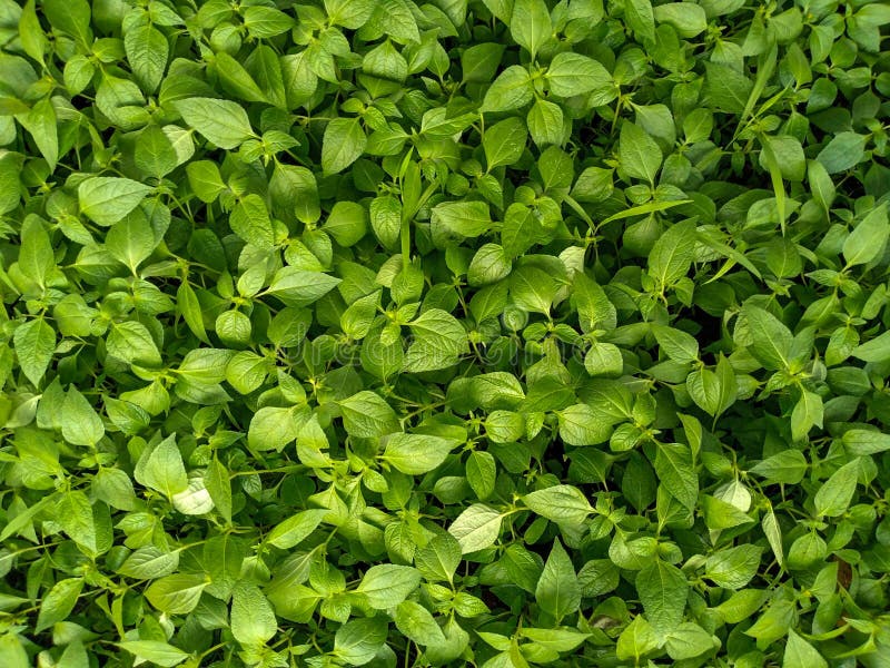 Lush Green Foliage East Java Indonezji obrazy royalty free