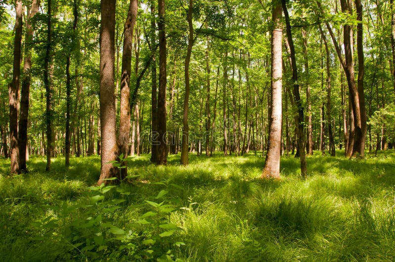 Lush green forest