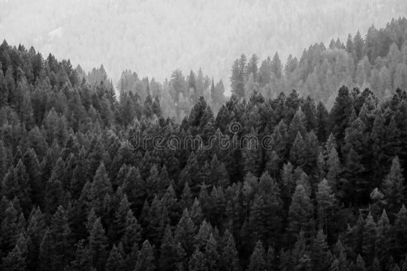 Lush Green Forest in the Mountains Pine Trees Layers of Valleys Stock Image Image of conserve