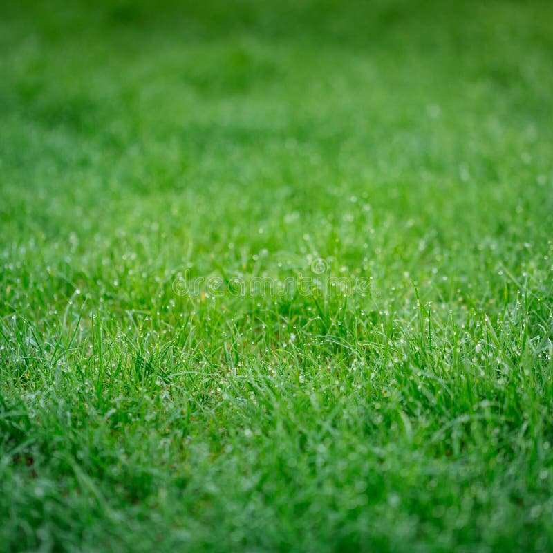 Lush green grass background with shining drops