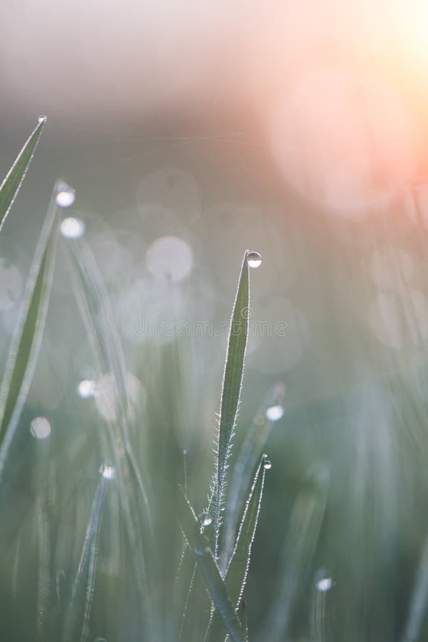 Lush green grass with dew. Shallow depth of field