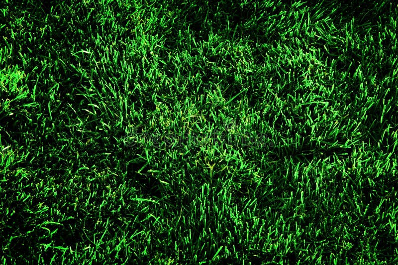Lush Green Grass in Home Lawn royalty free stock photography