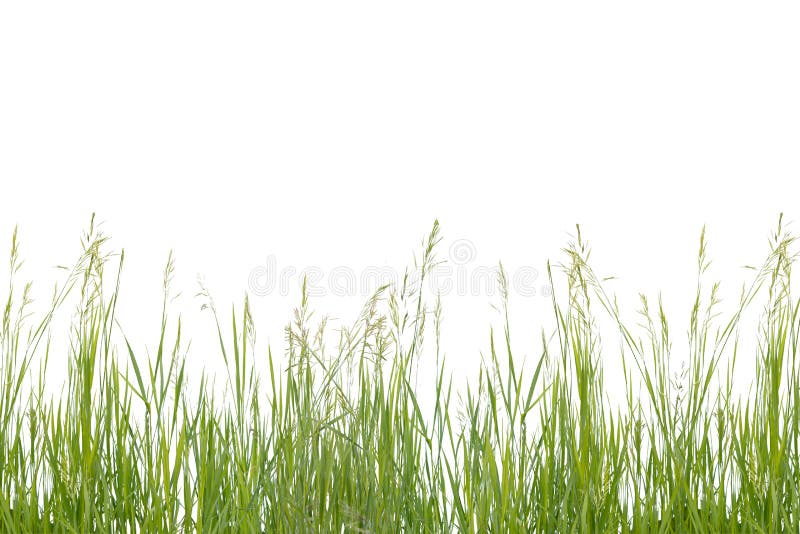 Lush green grass isolated on white background