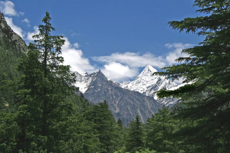 Lush green himalayan forest and snow peaked valley India