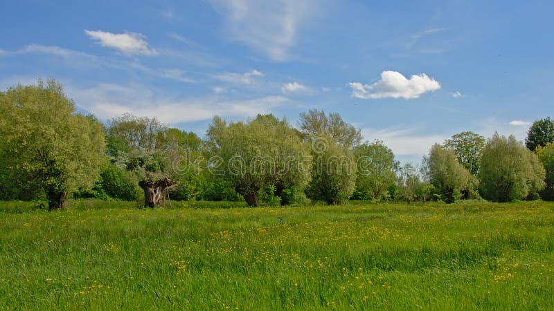 Lush green meadow with yellow flowers and pollarded willows in Bourgoyen nature reserve, Ghent. Lush green meadow with yellow flowers and pollarded willows in Bourgoyen nature reserve, Ghent