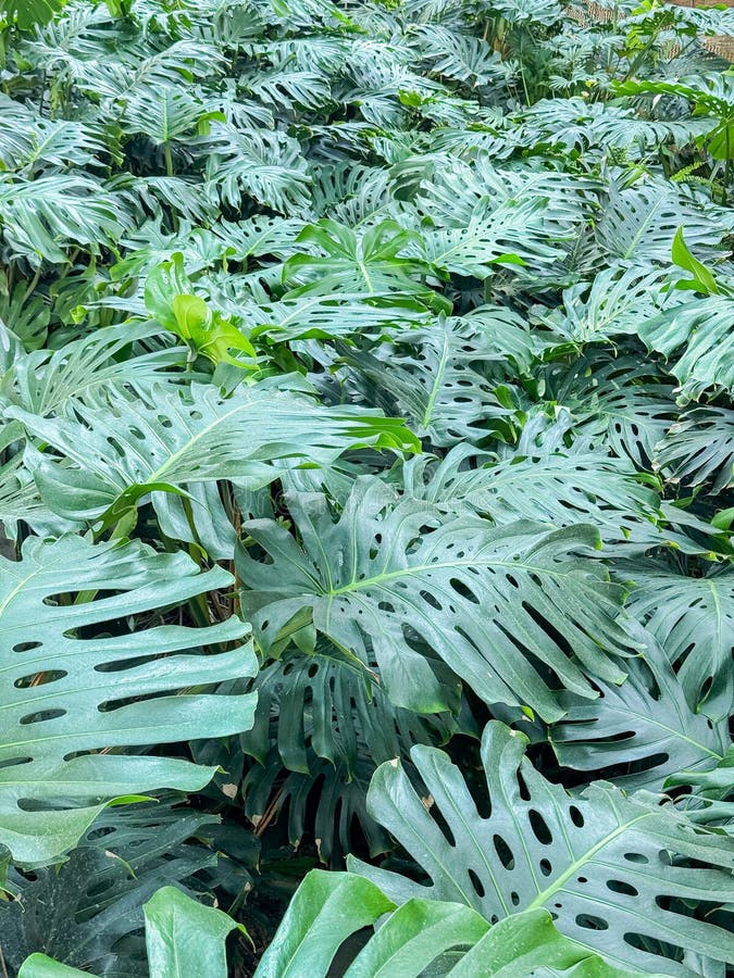 Lush green monstera liści tworząc gęsty tropikalny baldachim pod światłem dziennym z skomplikowanymi wzorami i żywcem obrazy royalty free
