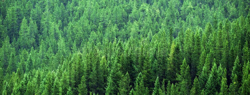Lush Green Pine Forest Forrest Environment Preservation royalty free stock image
