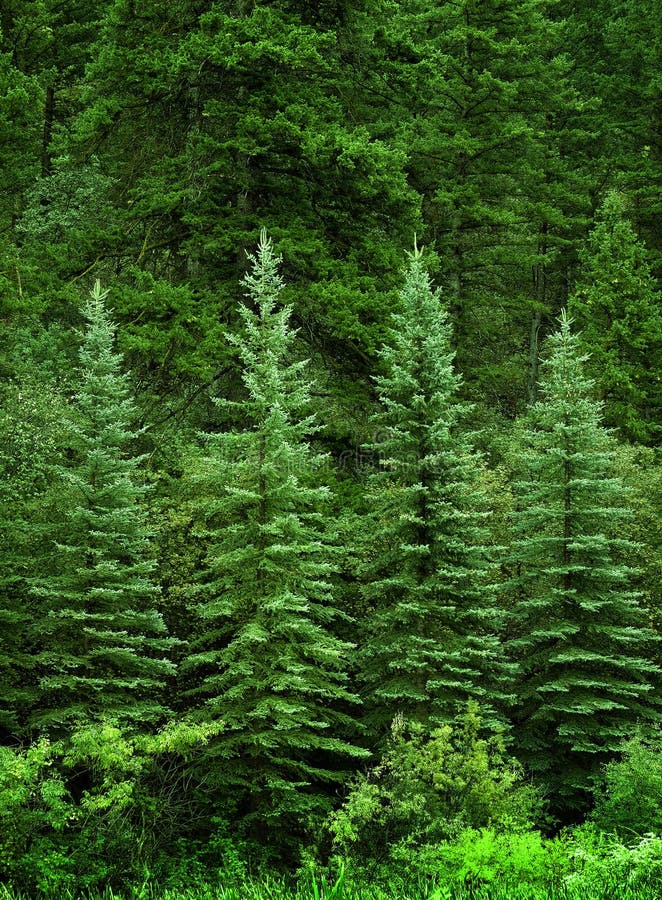 496,711 Green Pine Forest Stock Photos - Free & Royalty-Free Stock