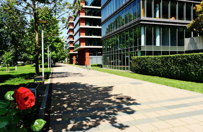 lush green park detail with red rose closeup. office buildings of glass and aluminum curtain wall.