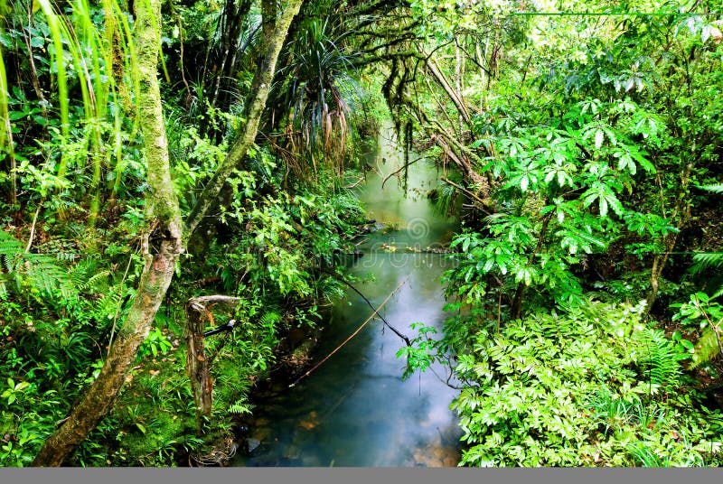 Lush, green rainforest