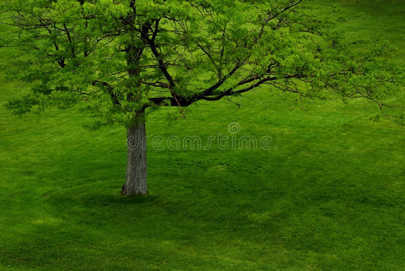 Lush Green Tree in Summer in Park royalty free stock photos