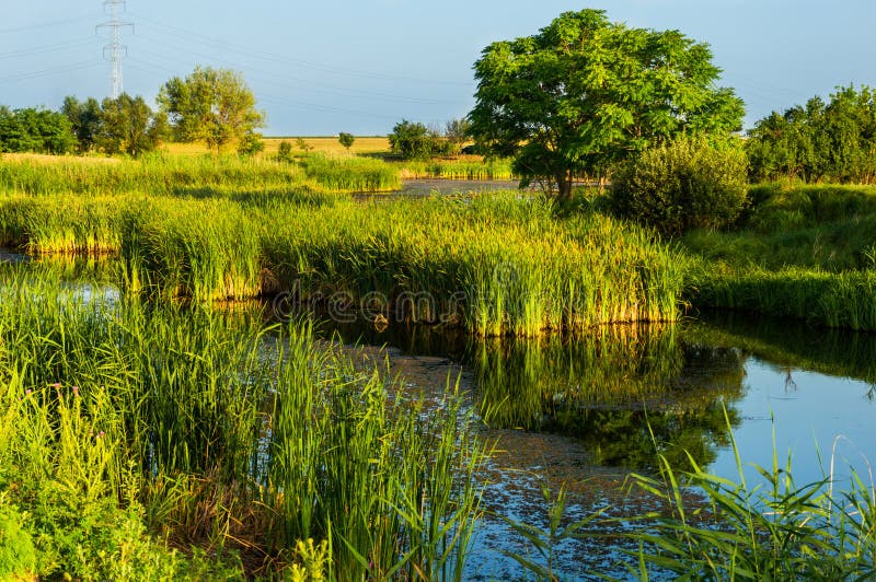 Lush green vegetation