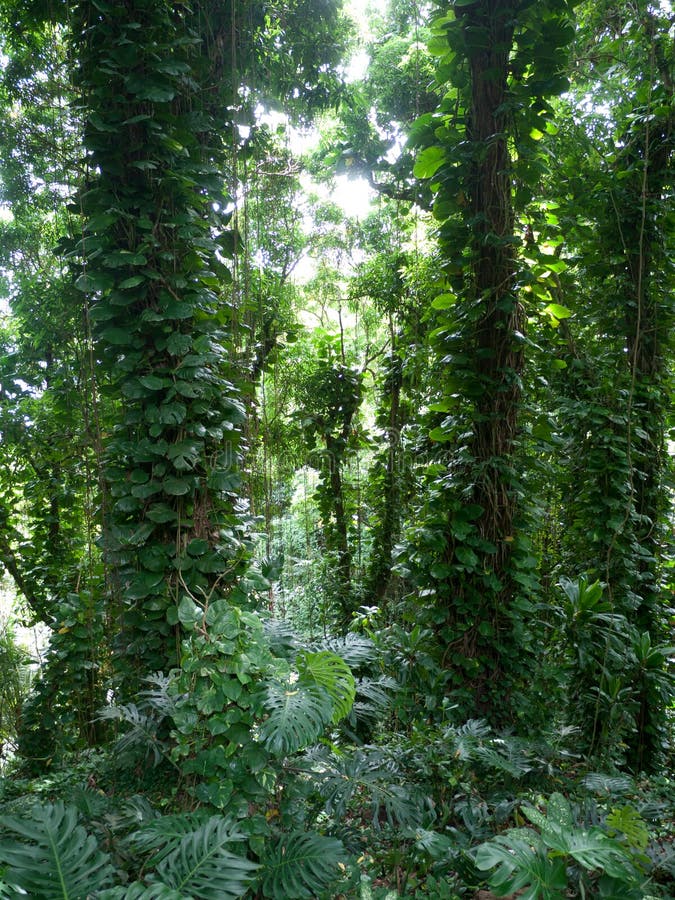 Lush jungle like vegetation Maui Hawaii stock photography Lush jungle like vegetation Maui Hawaii stock photography