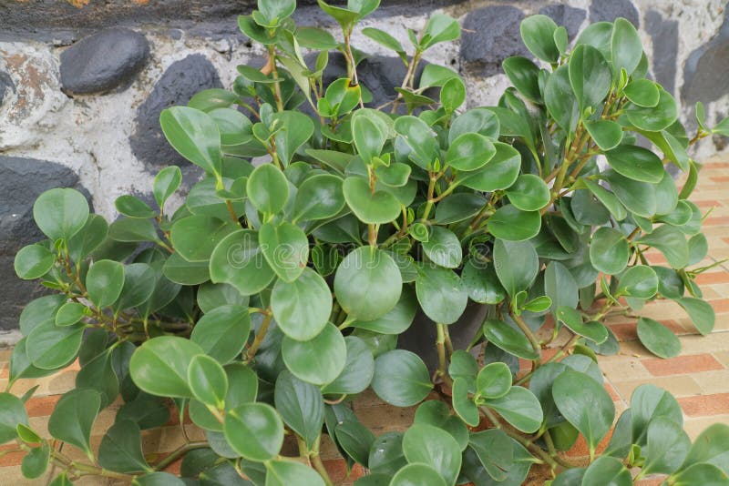 Lush Little Plant with Round Leaves Stock Photo - Image of fresh, leaf