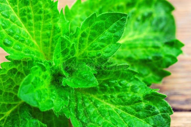 Lush mint leaves stock photo. Image of herb, scented 74055466