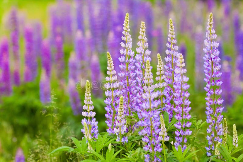 Lush Purple Lupines In The Meadow