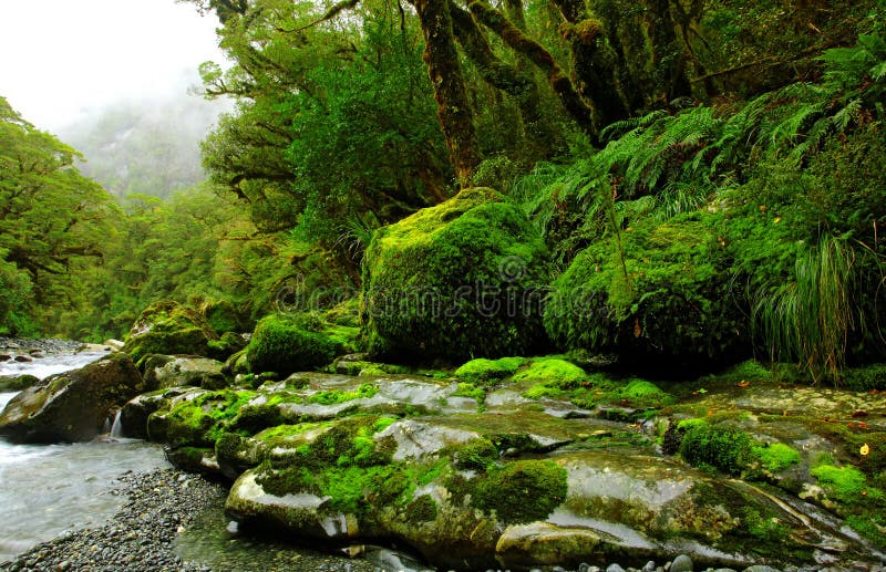 Rocky river streaming through lush forest · Free Stock Photo