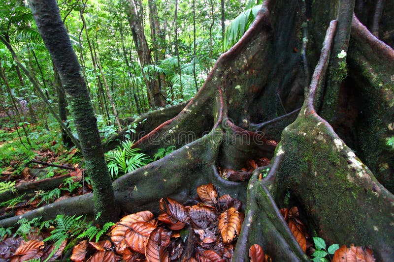 Lush Rainforest - Saint Kitts