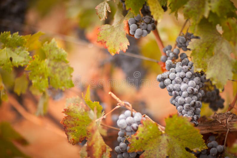 Lush, Ripe Wine Grapes with Mist Drops on the Vine