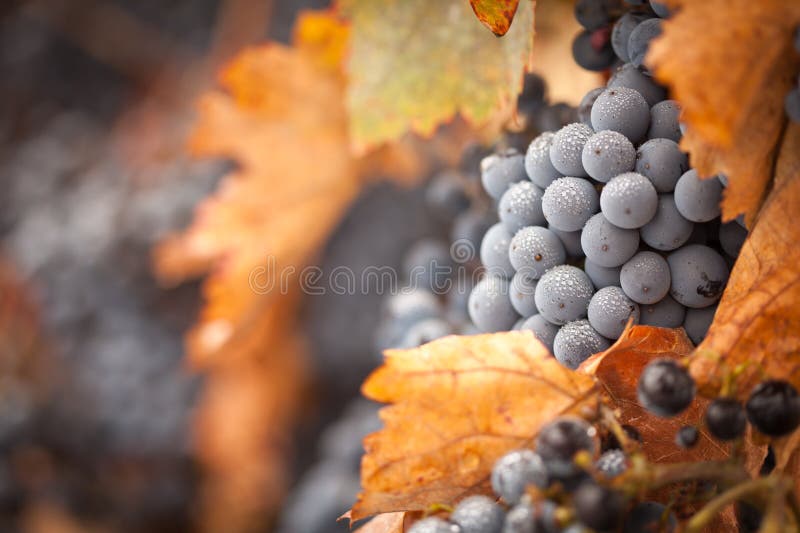 Lush, Ripe Wine Grapes with Mist Drops on the Vine