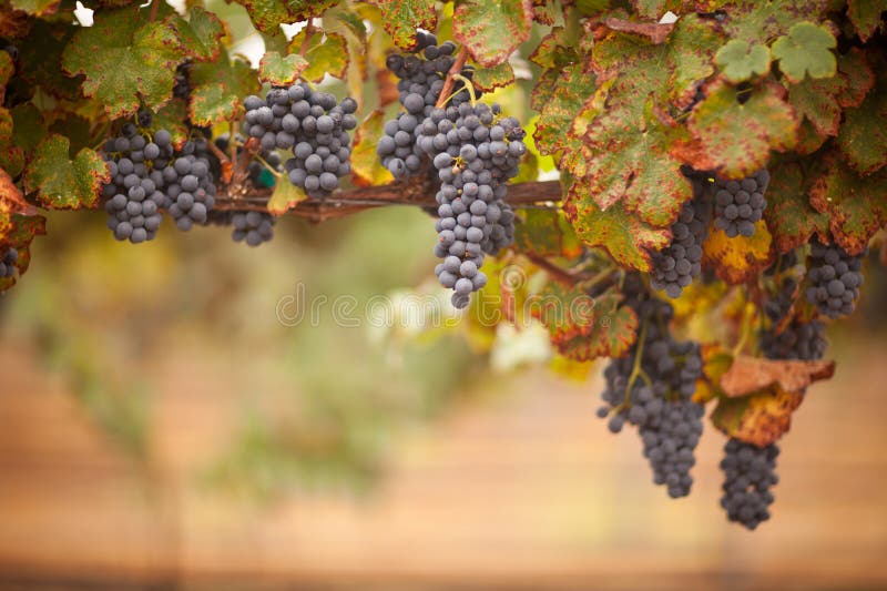 Lush, Ripe Wine Grapes on the Vine