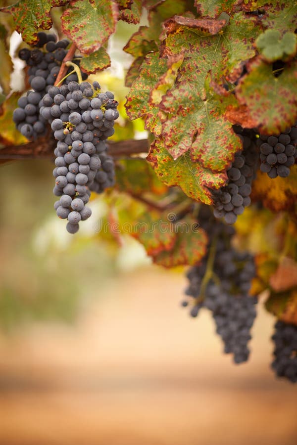 Lush, Ripe Wine Grapes on the Vine