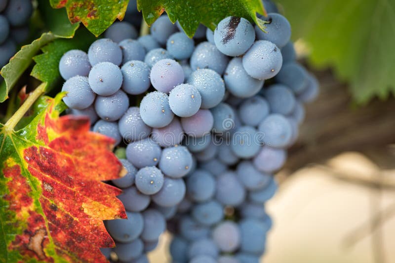 Lush, Ripe Wine Grapes on the Vine Ready for Harvest