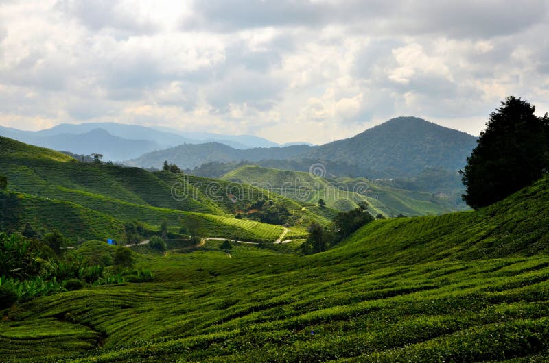 Lush rolling green fields of tea on hills in tropical resort Cameron Highlands Malaysia