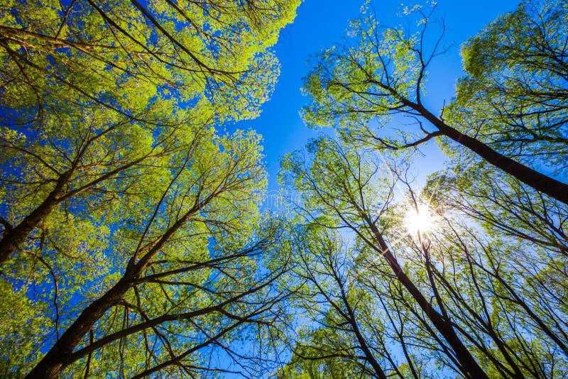 Look up in the forest to the blue sky. royalty free stock photography Look up in the forest to the blue sky. royalty free stock photography