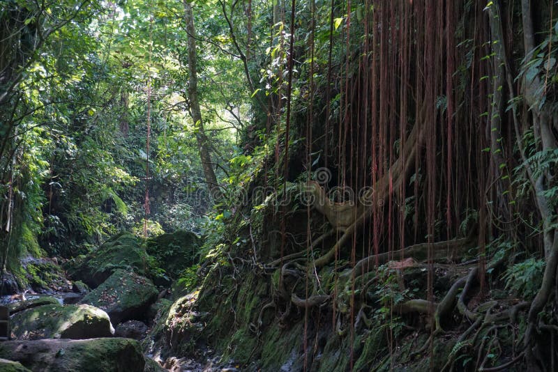 Lush Undergrowth Jungle Vegetation In The Dense Rainforest Of Munduk