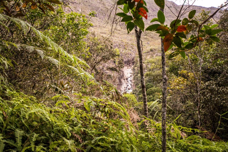 Natural Vegetation in Rural Brazil Stock Image - Image of brazil, moss