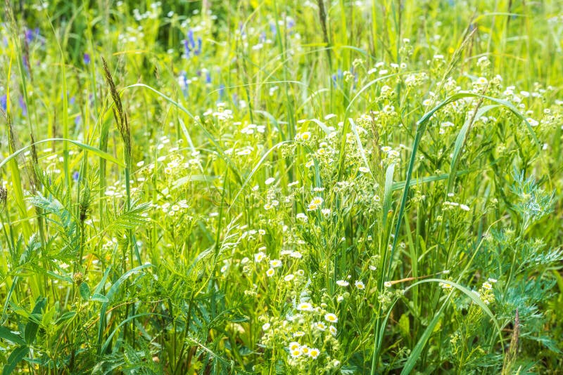 Lush, Wildflowers and Green Grasses and Forbs on a Sunny Summer Day ...