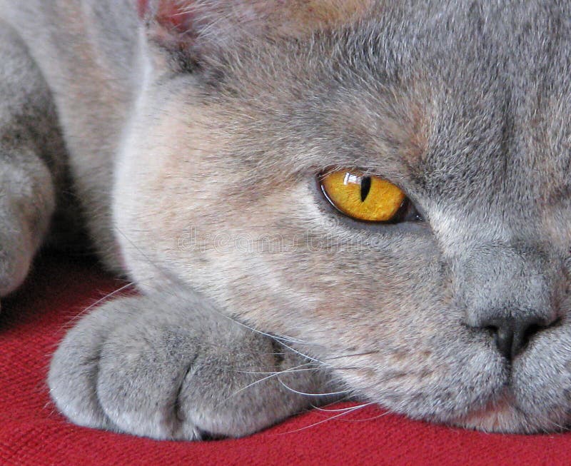 Lusso pedigree inglese sofa gattino gattuccio azzurro occhi arancioni seduti poltrona belle felini