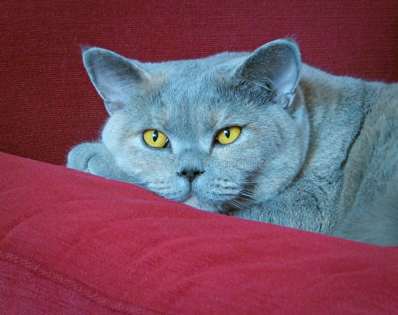 Lussuoso pedigree inglese shorthair sofa cat pussycat bombpkin occhi azzurri seduti poltrona bei gatti