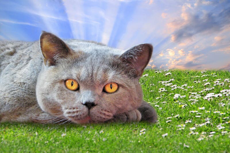 Lussuoso pedigree inglese shorthair sofa cat pussycat bombpkin occhi azzurri seduti poltrona bei gatti
