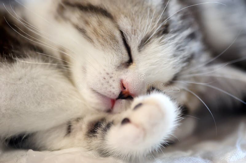 lustig sömnkatt royaltyfri foto lustig sömnkatt royaltyfri foto