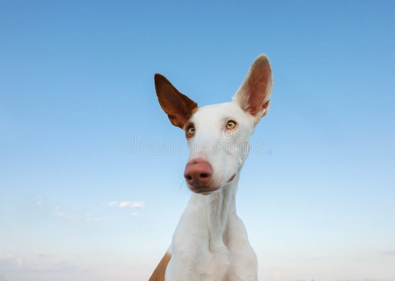 Dog portrait, wide angle, funny face. Graceful Ibizan greyhound on a sky background. Pet in nature. Dog portrait, wide angle, funny face. Graceful Ibizan greyhound on a sky background. Pet in nature.