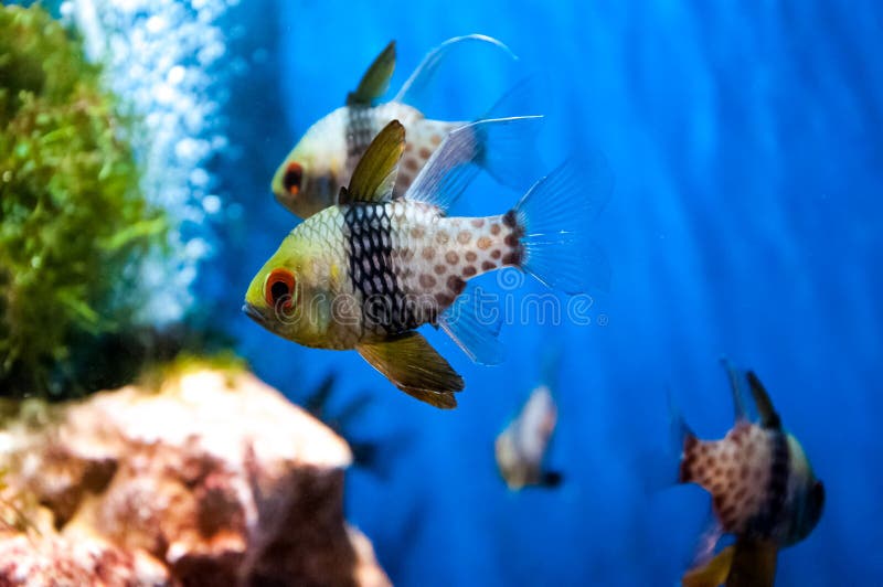 599 Lustige Fische Fotos - Kostenlose und Royalty-Free Stock-Fotos von