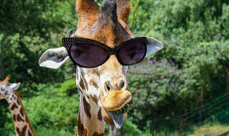 Lustige Giraffe Mit Sonnenbrille Stockbild - Bild von safari, zufuhr
