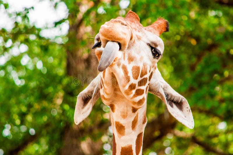 Lustige Giraffe Mit Tounge Heraus, Stockfoto - Bild von pelz