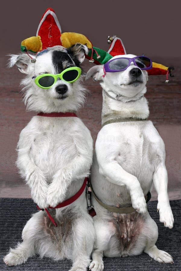 Lustige Hunde Stockbild Bild Von Hunde Lustige