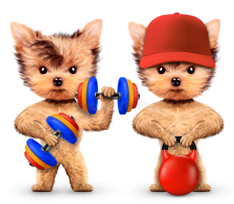 Lustige Hunde, Die Mit Barbell Und Dummkopf Ausbilden Stockbild Bild
