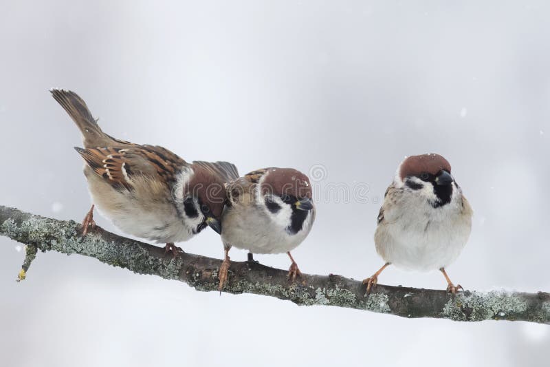 Lustige kleine Vögel, die auf einem Niederlassungskältewinter sitzen stockbilder Lustige kleine Vögel, die auf einem Niederlassungskältewinter sitzen stockbilder